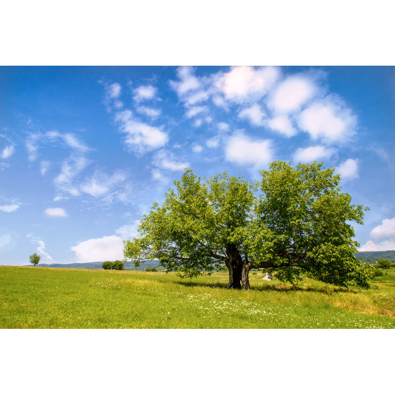 Mulberry Tree - Wrapped Canvas Print, 30cm H x 46cm W x 3.8cm D