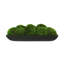 Moss Preserved in Oblong Planter-2127730664