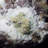 Carolinda Landscape & Nature Crystal