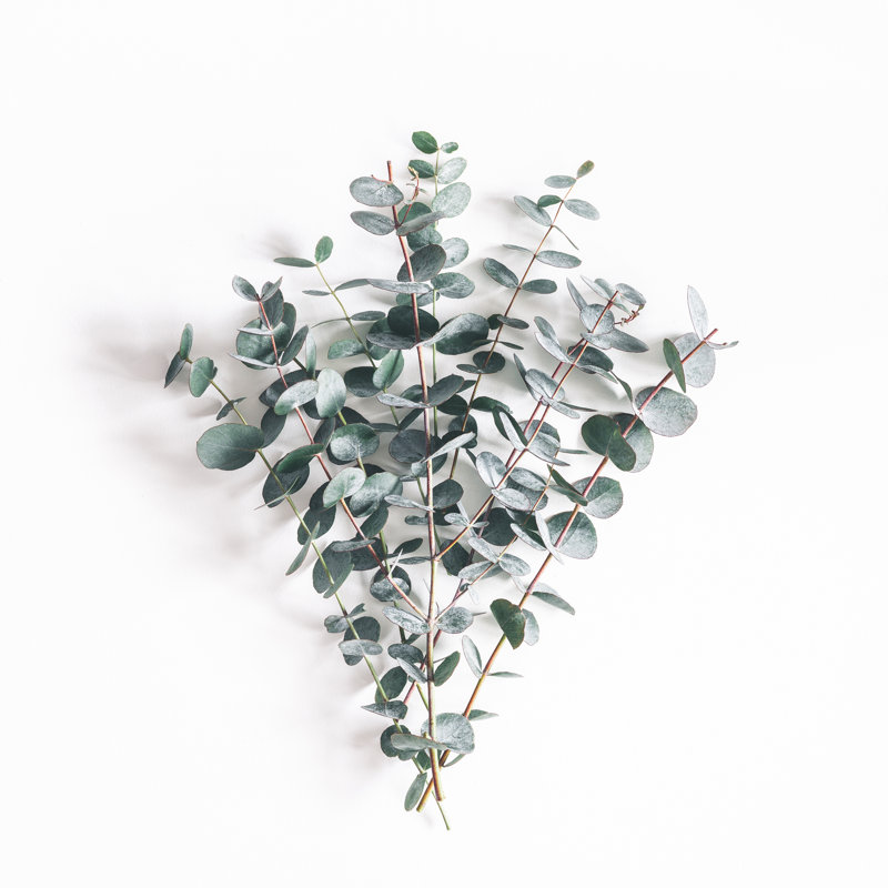 Time Eucalyptus Leaves - Wrapped Canvas Print, 30cm H x 30cm W x 3.8cm D