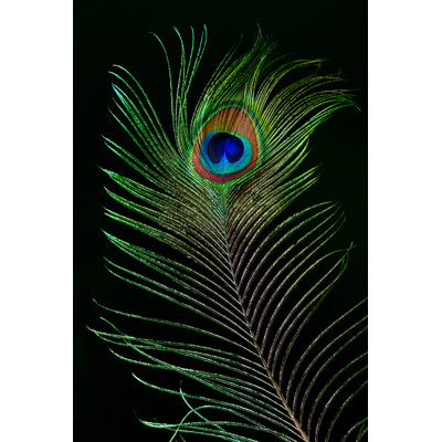Peacock Feather by Ithinksky - Print