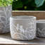 Planter-309982707