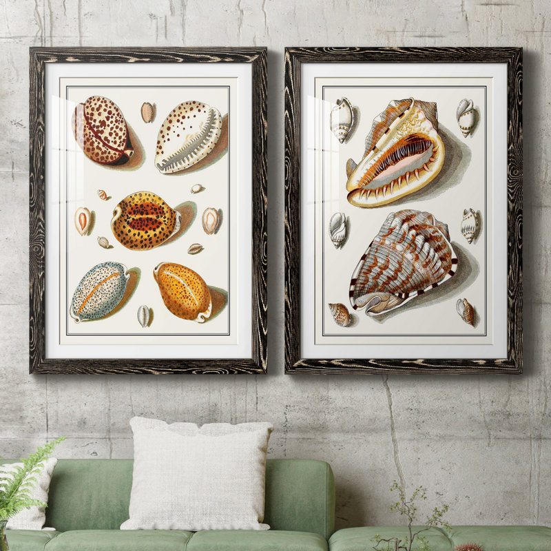 Collection de coquillages III - ensemble de 2 impressions encadrées, H 43,5 po x l 31,5 po x P 1 po, Blanc