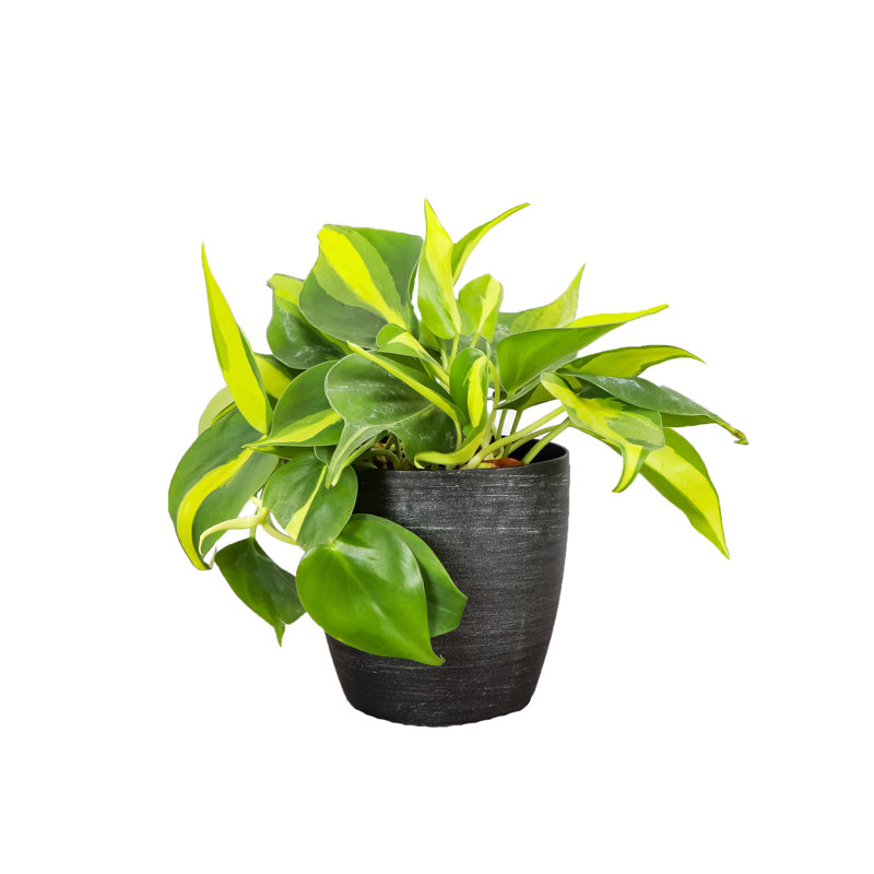 Live Brazil Philodendron Plant in Classic Pot, Brushed Silver