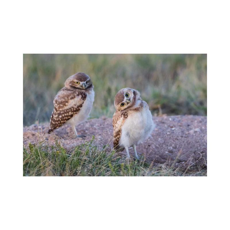 Two Young Burrowing Owls Stand at the Edge of Their Natal Burrow 1 Piece Wrapped Canvas Wall Art, 20.32 cm H x 30.48 cm W