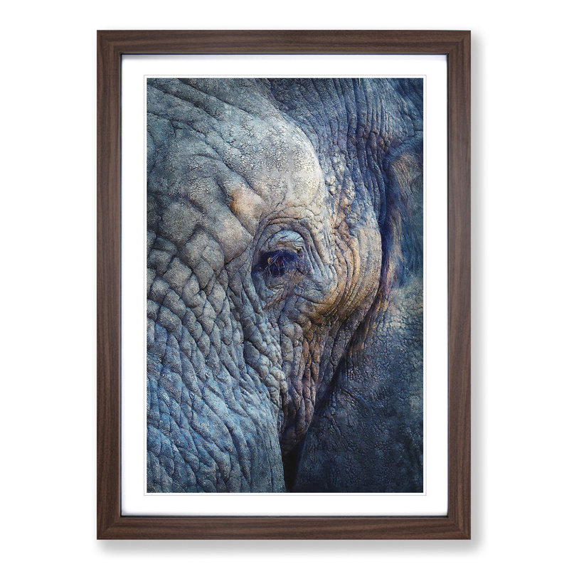 Blue Elephant - Picture Frame Photograph Print, 63cm H x 45cm W x 2cm D, Walnut Framed