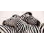 Zebras In Love - Wrapped Canvas Print-620965248