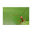 No Frame Print on Canvas-1048156652