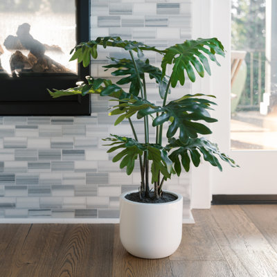POT DE PLANTES PHILODENDRONS 3 PIEDS