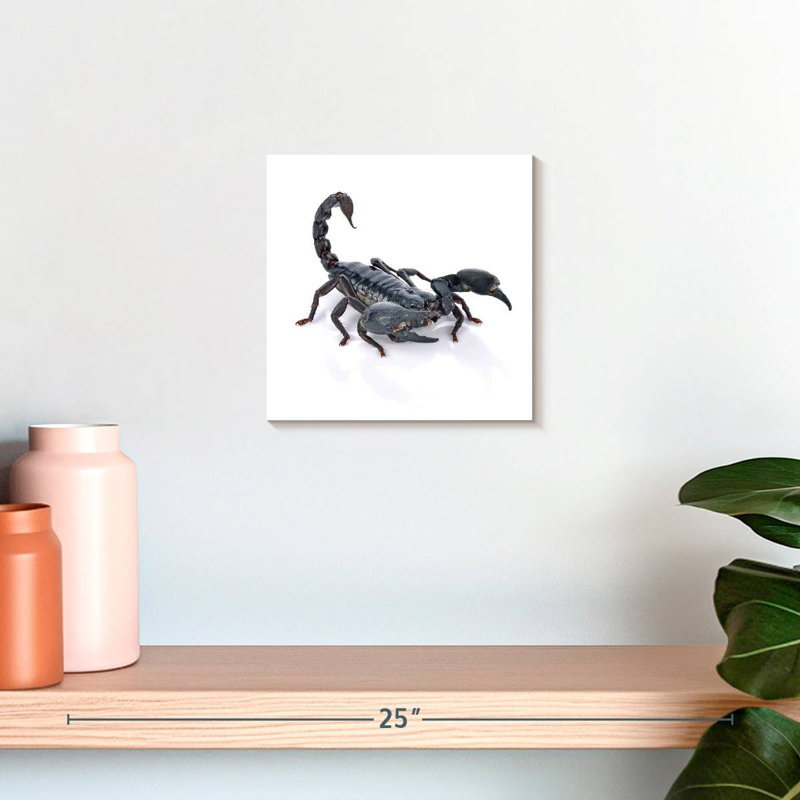 Crowle Emperor Scorpion, H 10 po x l 10 po