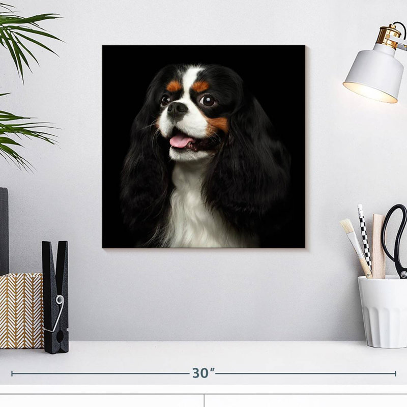 Crowle King Charles Spaniel Pup, H 16 po x l 16 po