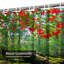 Rideau de douche Red Autumn-444481951