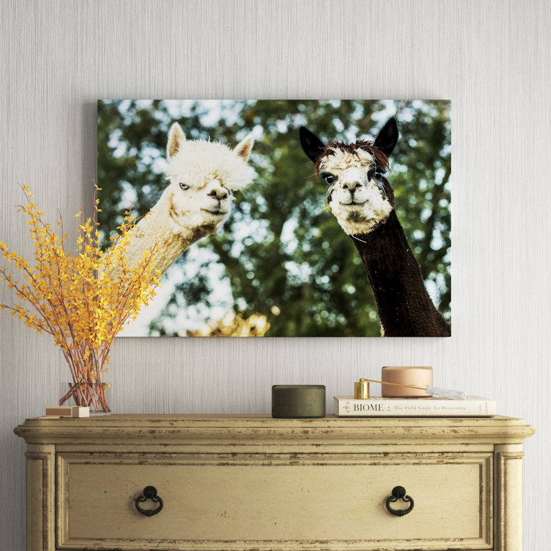 Alpaca Portrait III by Tyler Stockton - Wrapped Canvas Photograph, Wrapped Canvas, 61cm H x 91cm W