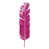 Raspberry