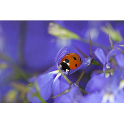 Rosman Ladybug - Wrapped Canvas Print