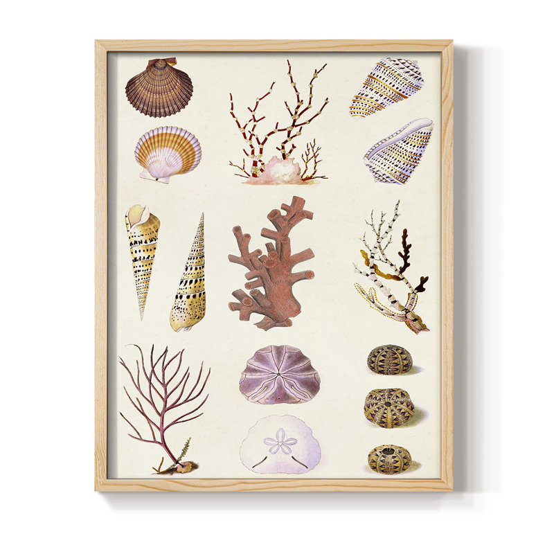 Coral & Shell Collage II, reproduction encadrée - bois massif, Naturel, H 11 po x l 9 po