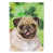 Brown Fawn Pug