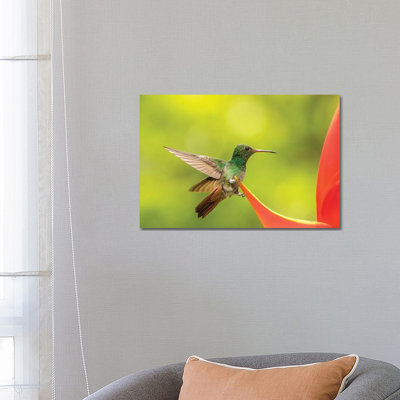 Costa Rica, Sarapiqui River Valley. Rufous-Tailed Hummingbird on Heliconia Plant. 1 Piece Wrapped Canvas Wall Art