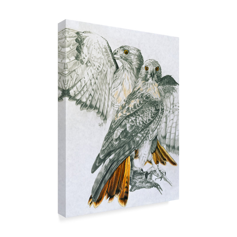 'Red Tailed Hawk' Vintage Advertisement on Wrapped Canvas, 19" H x 14" W