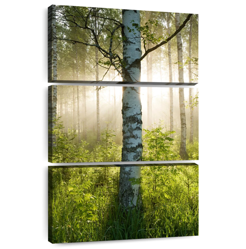 Harnek Sunlit Birch Tree, 57" H x 36" W
