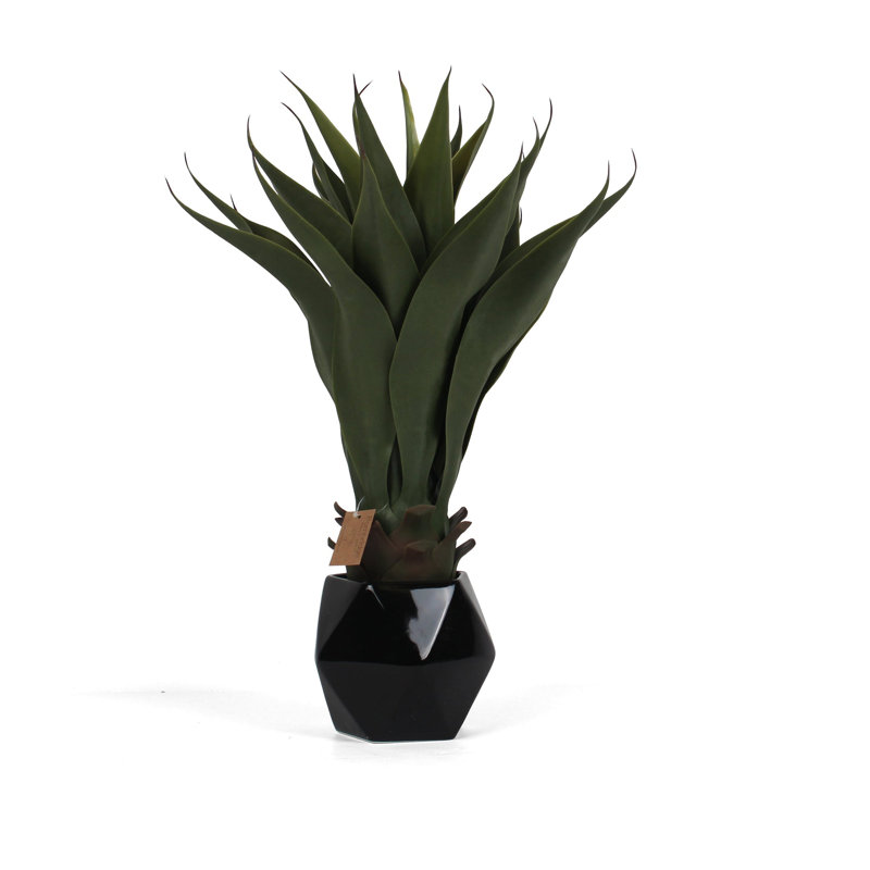 Primrue - Agave artificiel - blanc - paquet de 1, Noir