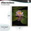 «Lotus Parmi Lily Pads», giclée encadrée, design par Phillip Flowers-1170149631-1170149603