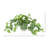 Scindapsus Bush in Ceramic Pot