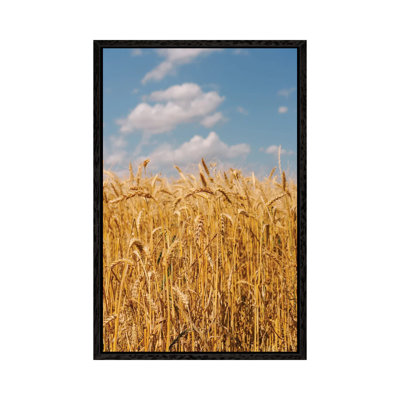 Summer Wheat Fields II by Bethany Young - Print on Canvas