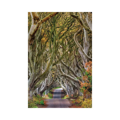 The Dark Hedges In County Antrim, Northern Ireland by Chuck Haney - Wrapped Canvas Print
