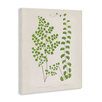 Vivid Green Ferns Study Canvas, design by Phillipa Katz