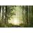 Spring Forest At Dawn - Wrapped Canvas Print-1768901337