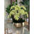 Roberi Arrangement in Pot-338756923-338756922