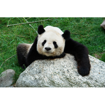 The Giant Panda - Wrapped Canvas Print
