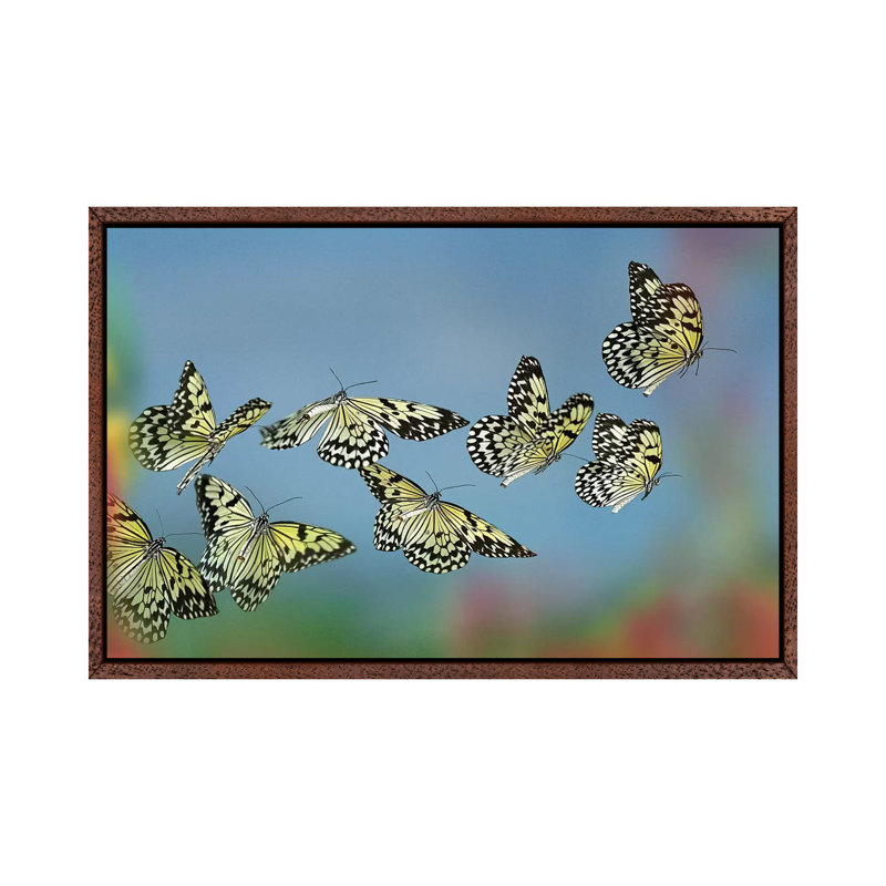 Paper Kite Butterflies Flying, Philippines by Tim Fitzharris - Print on Canvas, Classic Brown Wood Framed