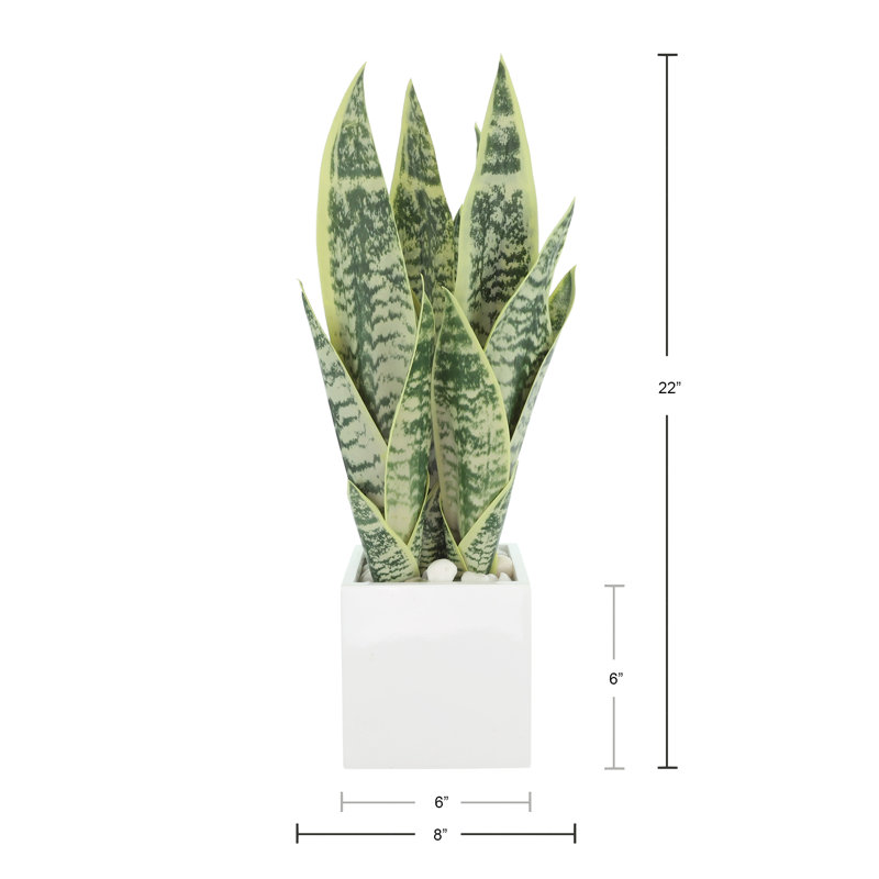 Snake Plant disposée dans un pot en fibre de pierre