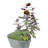 Madera Plant