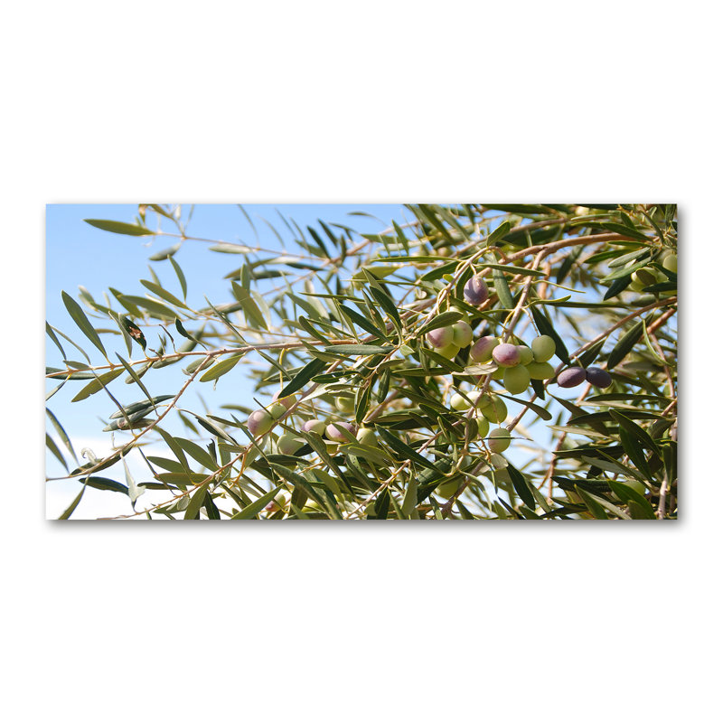 Olive Tree - Wrapped Canvas Print