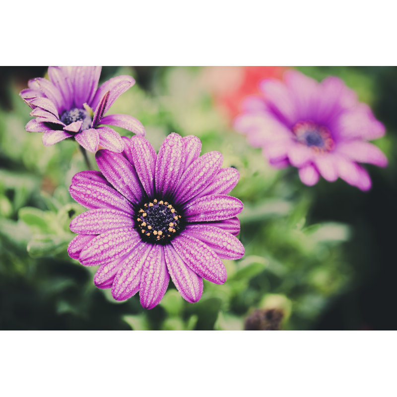Felisberto, fleur sur toile par Hatchapong, photographie, H 8 po x l 12 po