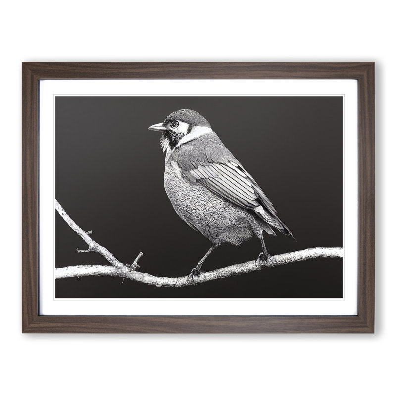 Attractive Bird - Single Picture Frame Print, 34cm H x 46cm W x 2cm D, Walnut