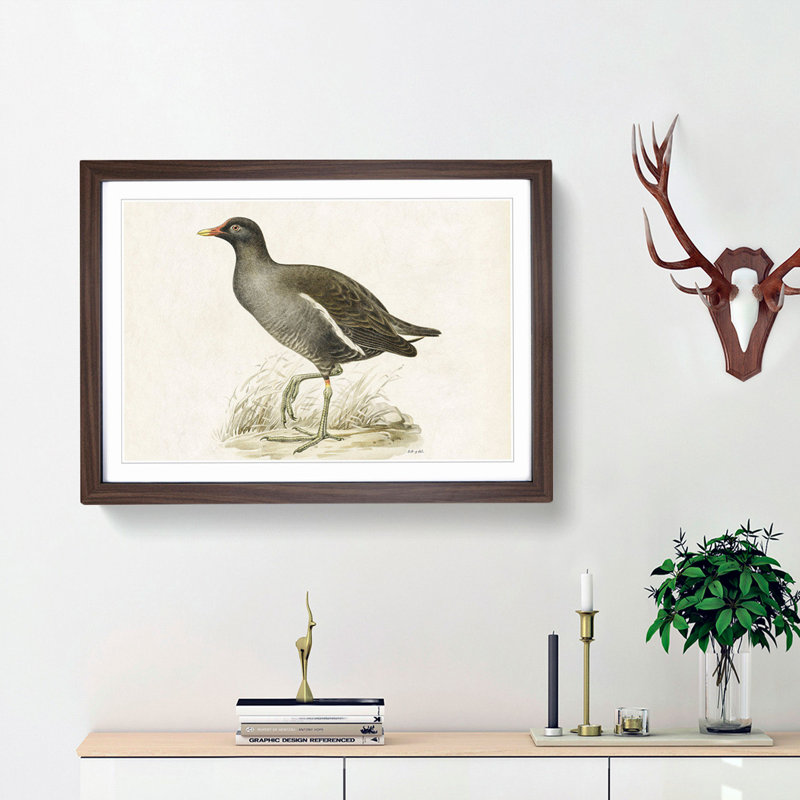 Common Moorhen by Von Wright - Picture Frame Painting Print, 36cm H x 48cm W x 2cm D, Walnut Framed