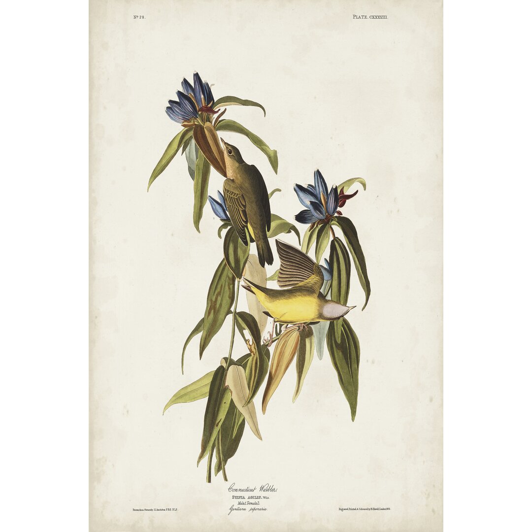 Leinwandbild Pl 138 Connecticut Warbler von John Audubon