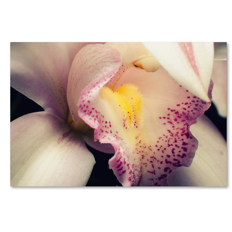 «Gros plan d'orchidée» par Keona, reproduction de photo sur toile tendue, H 16 po x l 24 po x P 2 po