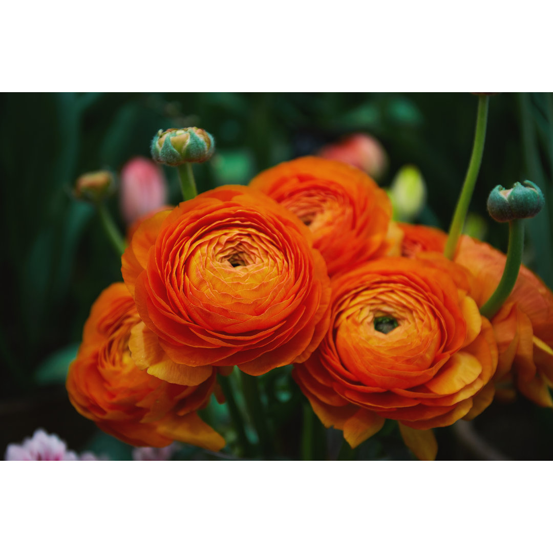 Leinwandbild Orange Ranunculus Flowers