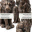 Statue de jardin majestueux 20,5 po H, statue de jardin en résine résistante aux intempéries avec finition bronze