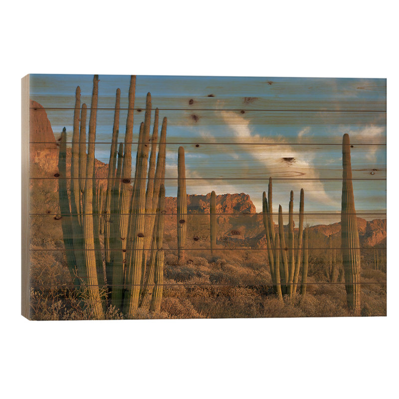 «Senita Cactus, Ajo Mountains, Organ tuyau Cactus Nm, Arizona» par Tim Fitzharris - impression sans cadre sur bois