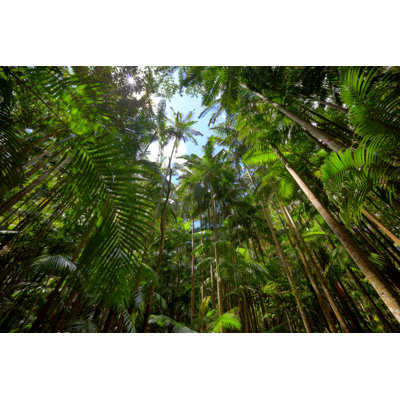 Forêt tropicale par Djgunner