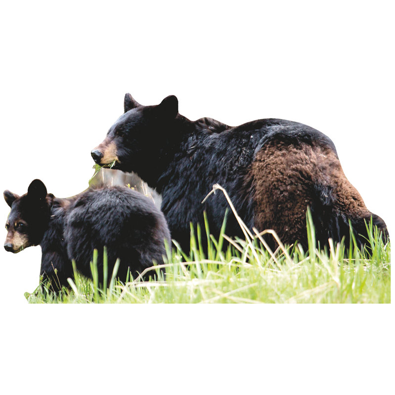 Ours noir et ourson en carton