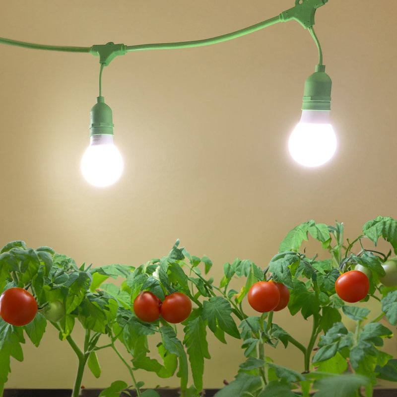 Miracle LED Tomato Grow Light Kit, Full Spectrum