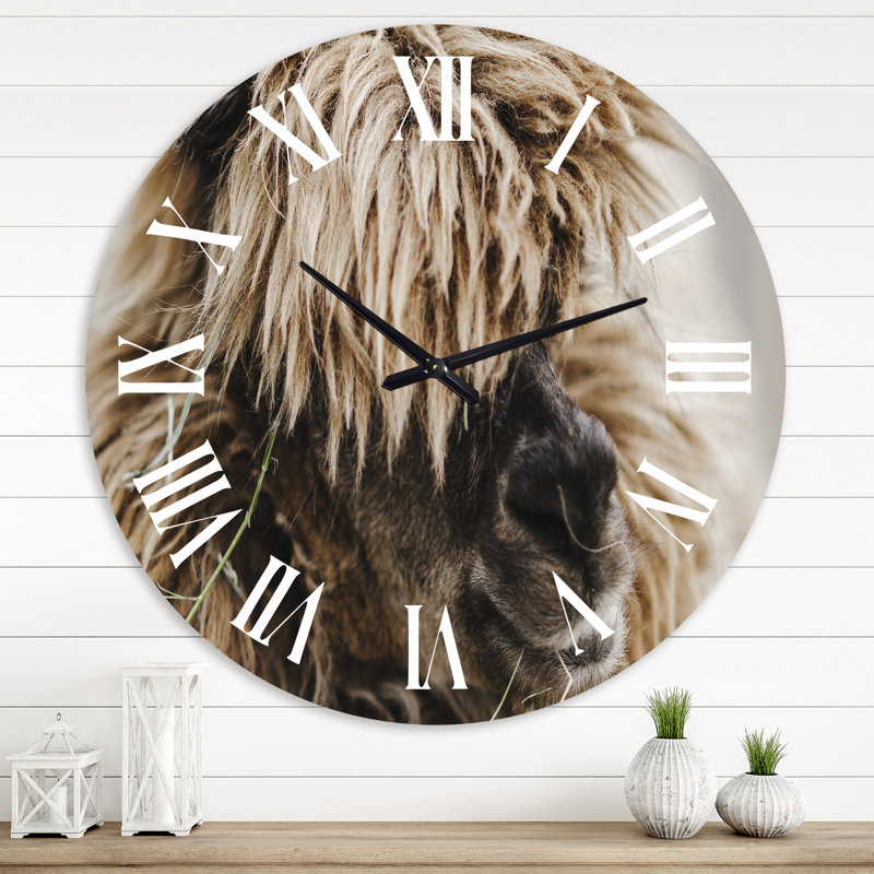 Portrait d'alpaga bouclé moelleux - horloge murale de ferme, Grand