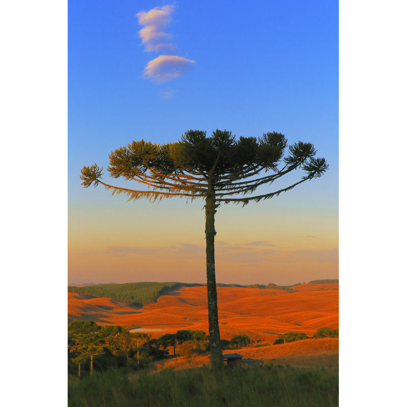 Idyllic Landscape With Araucaria Pine Tree by Agustavop - Wrapped Canvas Print, 46cm H x 30cm W